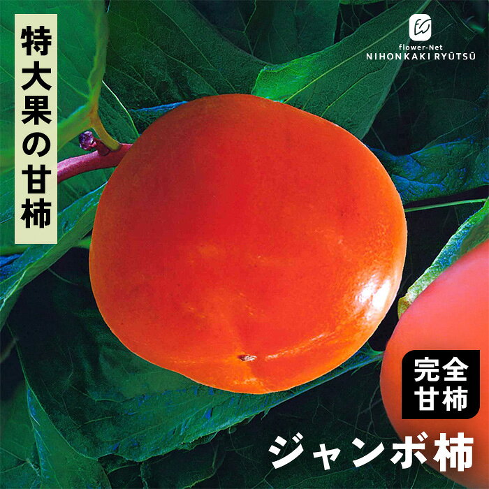送料について→ 特徴 「ジャンボ柿」は特大品種系統で500gを超えるものも珍しくなく、収穫時の充実感は他の品種では味わえないほど。 瑞々しく多汁で特大級の実が食べ応え十分な品種です。 ●分類：完全甘柿（中生〜晩生種） ●収穫時期：10月下旬〜11月中旬 ●果重（大きさ）：500g〜700g前後 ●糖度：約14〜16度 ●結実性：受粉樹が必要（単為結果性が弱いため「禅寺丸」などを混植） ●日持ち性：良好 ●植え付け適期：11月〜3月（休眠期） 栽培方法 日当たりが良い場所を最優先にします。 日光が不足すると花つきや実つきが悪くなり、落果の原因になります。 柿の枝は比較的折れやすいため、台風や強風が直接当たらない場所が理想です。 水はけ（排水性）と水もち（保水性）のバランスが良い土壌を好みます。 地植えで根付いた後は基本的に雨水だけで育ちます。 夏場に雨が何日も降らず乾ききっている時はたっぷり与えてください。 元肥（12月〜2月）として、有機質肥料（骨粉入り油かすや完熟堆肥など）をじっくり効かせます。 また、追肥（6月〜7月頃）として、お礼肥（収穫後の10月頃）として、速効性の化成肥料を少量施します。 12月〜2月頃の休眠期に行います。 「前年伸びた枝（結果母枝）の先端近くの芽」から春に新しい枝が伸び、その新枝に花が咲いて実がつきます。 そのため、枝の先端を全部切り落としてしまうと翌年花が咲かなくなってしまうので注意が必要です。 ＜摘果＞ 実がつきすぎると、実がつきすぎると、翌年実がならなくなる「隔年結果（かくねんけっか）」を起こしやすくなります。 6月下旬〜7月上旬頃、ヘタの形が良いもの、上向きではなく下向きや横向きについている大きな実を残し、傷のあるものや小さすぎるものを間引きます。 サイズ・その他 13.5cmポット 1ポット ※樹形・大きさには個体差がございます。 ※苗木の画像はお届け時のイメージとなります。 ※露地栽培のため、葉の傷み等が生じていることがございます。 ※発送時期により落葉している場合があります。 注意点 ※ご予約苗につきましては、植物のため生育不良等の理由で商品の準備ができない場合がございます。 ※発送時期が異なる商品とは同梱できません。 ※各商品ページに記載の発送時期をご確認の上ご注文下さい。　