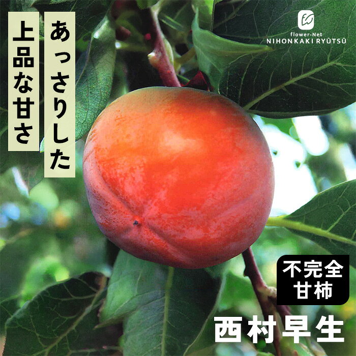 送料について→ 特徴 「西村早生（にしむらわせ）」は9月中旬から収穫できる代表的な「不完全甘柿」。 種が入ることで渋が抜け、甘い柿へと変化する性質を持っています。 ゴマ（果肉に浮かぶ黒い斑点）が入ることで生まれる、独特のサクサクとした心地よい食感とあっさりした上品な甘さが特徴です。 ●分類：不完全甘柿（極早生種） ●収穫時期：9月中旬〜9月下旬 ●果重（大きさ）：200g〜230g前後 ●糖度：約14度 ●結実性：受粉樹があると安定（「禅寺丸」などを混植） ●日持ち性：普通 ●植え付け適期：11月 〜 3月（休眠期） 栽培方法 日当たりが良い場所を最優先にします。 日光が不足すると花つきや実つきが悪くなり、落果の原因になります。 柿の枝は比較的折れやすいため、台風や強風が直接当たらない場所が理想です。 水はけ（排水性）と水もち（保水性）のバランスが良い土壌を好みます。 地植えで根付いた後は基本的に雨水だけで育ちます。 夏場に雨が何日も降らず乾ききっている時はたっぷり与えてください。 元肥（12月〜2月）として、有機質肥料（骨粉入り油かすや完熟堆肥など）をじっくり効かせます。 また、追肥（6月〜7月頃）として、お礼肥（収穫後の10月頃）として、速効性の化成肥料を少量施します。 12月〜2月頃の休眠期に行います。 「前年伸びた枝（結果母枝）の先端近くの芽」から春に新しい枝が伸び、その新枝に花が咲いて実がつきます。 そのため、枝の先端を全部切り落としてしまうと翌年花が咲かなくなってしまうので注意が必要です。 ＜摘果＞ 実がつきすぎると、実がつきすぎると、翌年実がならなくなる「隔年結果（かくねんけっか）」を起こしやすくなります。 6月下旬〜7月上旬頃、ヘタの形が良いもの、上向きではなく下向きや横向きについている大きな実を残し、傷のあるものや小さすぎるものを間引きます。 サイズ・その他 13.5cmポット 1ポット ※樹形・大きさには個体差がございます。 ※苗木の画像はお届け時のイメージとなります。 ※露地栽培のため、葉の傷み等が生じていることがございます。 ※発送時期により落葉している場合があります。 注意点 ※ご予約苗につきましては、植物のため生育不良等の理由で商品の準備ができない場合がございます。 ※発送時期が異なる商品とは同梱できません。 ※各商品ページに記載の発送時期をご確認の上ご注文下さい。　