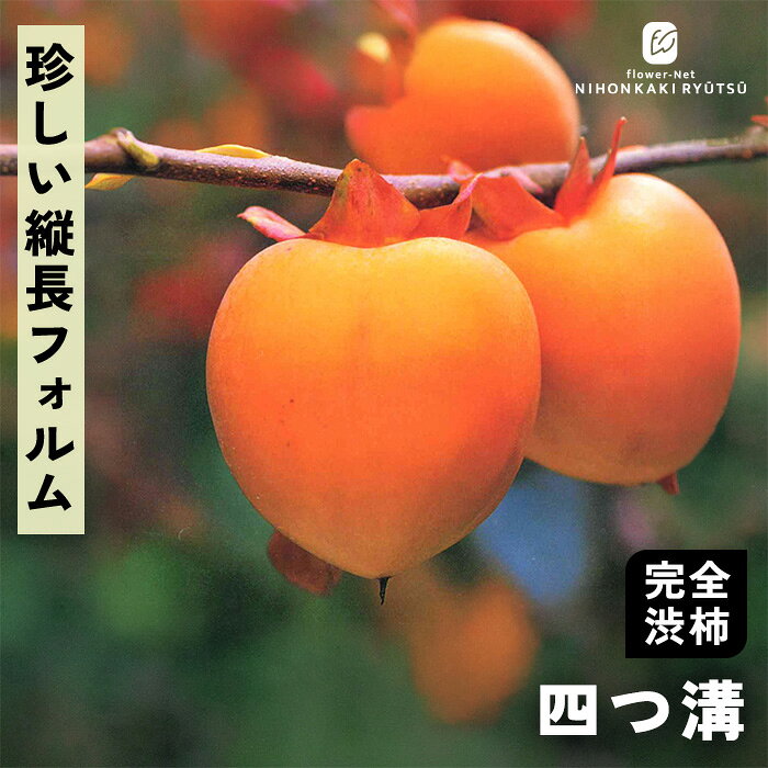 送料について→ 特徴 「四つ溝（よつみぞ）」は果実の側面に4本の溝が入る、珍しい縦長フォルムの柿です。 小ぶりですが非常に糖度が高く、渋抜きすると驚くほどの強烈な甘みとみずみずしい食感が生まれます。 静岡県などを中心に古くから愛されており、干し柿にしても濃厚な甘みがギュッと凝縮されます。 ●分類：完全渋柿（早生〜中生種） ●収穫時期：10月中旬〜10月下旬 ●果重（大きさ）：110g〜130g前後 ●糖度：約18〜20度（※脱渋後・非常に高い） ●結実性：単為結果性があるため、受粉樹不要（1本で結実） ●日持ち性：普通 ●植え付け適期：11月 〜 3月（休眠期） 栽培方法 日当たりが良い場所を最優先にします。 日光が不足すると花つきや実つきが悪くなり、落果の原因になります。 柿の枝は比較的折れやすいため、台風や強風が直接当たらない場所が理想です。 水はけ（排水性）と水もち（保水性）のバランスが良い土壌を好みます。 地植えで根付いた後は基本的に雨水だけで育ちます。 夏場に雨が何日も降らず乾ききっている時はたっぷり与えてください。 元肥（12月〜2月）として、有機質肥料（骨粉入り油かすや完熟堆肥など）をじっくり効かせます。 また、追肥（6月〜7月頃）として、お礼肥（収穫後の10月頃）として、速効性の化成肥料を少量施します。 12月〜2月頃の休眠期に行います。 「前年伸びた枝（結果母枝）の先端近くの芽」から春に新しい枝が伸び、その新枝に花が咲いて実がつきます。 そのため、枝の先端を全部切り落としてしまうと翌年花が咲かなくなってしまうので注意が必要です。 ＜摘果＞ 実がつきすぎると、実がつきすぎると、翌年実がならなくなる「隔年結果（かくねんけっか）」を起こしやすくなります。 6月下旬〜7月上旬頃、ヘタの形が良いもの、上向きではなく下向きや横向きについている大きな実を残し、傷のあるものや小さすぎるものを間引きます。 サイズ・その他 13.5cmポット 1ポット ※樹形・大きさには個体差がございます。 ※苗木の画像はお届け時のイメージとなります。 ※露地栽培のため、葉の傷み等が生じていることがございます。 ※発送時期により落葉している場合があります。 注意点 ※ご予約苗につきましては、植物のため生育不良等の理由で商品の準備ができない場合がございます。 ※発送時期が異なる商品とは同梱できません。 ※各商品ページに記載の発送時期をご確認の上ご注文下さい。　