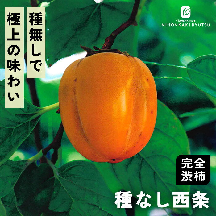 送料について→ 特徴 「種なし西条（たねなしさいじょう）」は西条柿の「渋抜きした時の驚異的な甘さと、とろける舌触り」はそのままに、種が入らないよう改良・選抜された優良系統です。 食べるときに種を吐き出す手間がなく、渋抜き・干し柿加工のどちらでもストレスなく極上の味わいを楽しめます。 ●分類：完全渋柿（中生種） ●収穫時期：10月中旬〜10月下旬 ●果重（大きさ）：200g〜220g前後 ●糖度：約18〜20度（※脱渋後） ●結実性：受粉樹があると安定（「禅寺丸」などを混植） ●日持ち性：普通 ●植え付け適期：11月 〜 3月（休眠期） 栽培方法 日当たりが良い場所を最優先にします。 日光が不足すると花つきや実つきが悪くなり、落果の原因になります。 柿の枝は比較的折れやすいため、台風や強風が直接当たらない場所が理想です。 水はけ（排水性）と水もち（保水性）のバランスが良い土壌を好みます。 地植えで根付いた後は基本的に雨水だけで育ちます。 夏場に雨が何日も降らず乾ききっている時はたっぷり与えてください。 元肥（12月〜2月）として、有機質肥料（骨粉入り油かすや完熟堆肥など）をじっくり効かせます。 また、追肥（6月〜7月頃）として、お礼肥（収穫後の10月頃）として、速効性の化成肥料を少量施します。 12月〜2月頃の休眠期に行います。 「前年伸びた枝（結果母枝）の先端近くの芽」から春に新しい枝が伸び、その新枝に花が咲いて実がつきます。 そのため、枝の先端を全部切り落としてしまうと翌年花が咲かなくなってしまうので注意が必要です。 ＜摘果＞ 実がつきすぎると、実がつきすぎると、翌年実がならなくなる「隔年結果（かくねんけっか）」を起こしやすくなります。 6月下旬〜7月上旬頃、ヘタの形が良いもの、上向きではなく下向きや横向きについている大きな実を残し、傷のあるものや小さすぎるものを間引きます。 サイズ・その他 13.5cmポット 1ポット ※樹形・大きさには個体差がございます。 ※苗木の画像はお届け時のイメージとなります。 ※露地栽培のため、葉の傷み等が生じていることがございます。 ※発送時期により落葉している場合があります。 注意点 ※ご予約苗につきましては、植物のため生育不良等の理由で商品の準備ができない場合がございます。 ※発送時期が異なる商品とは同梱できません。 ※各商品ページに記載の発送時期をご確認の上ご注文下さい。　