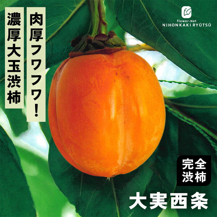 送料について→ 特徴 「大実西条（おおみさいじょう）」は西条柿ならではの「濃厚な甘み（糖度約20度）」と「なめらかな舌触り」をそのままに、果実がひと回り大きく（250g〜300g前後）育つよう選抜された豪華な系統です。 食べごたえ抜群で、干し柿にしても肉厚でフワフワとした豪華な仕上がりになります。 ●分類：完全渋柿（中生〜晩生種） ●収穫時期：11月中旬〜11月下旬 ●果重（大きさ）：250g〜300g前後 ●糖度：約18〜20度（※脱渋後） ●結実性：受粉樹があると安定（「禅寺丸」などを混植） ●日持ち性：普通 ●植え付け適期：11月〜3月（休眠期） 栽培方法 日当たりが良い場所を最優先にします。 日光が不足すると花つきや実つきが悪くなり、落果の原因になります。 柿の枝は比較的折れやすいため、台風や強風が直接当たらない場所が理想です。 水はけ（排水性）と水もち（保水性）のバランスが良い土壌を好みます。 地植えで根付いた後は基本的に雨水だけで育ちます。 夏場に雨が何日も降らず乾ききっている時はたっぷり与えてください。 元肥（12月〜2月）として、有機質肥料（骨粉入り油かすや完熟堆肥など）をじっくり効かせます。 また、追肥（6月〜7月頃）として、お礼肥（収穫後の10月頃）として、速効性の化成肥料を少量施します。 12月〜2月頃の休眠期に行います。 「前年伸びた枝（結果母枝）の先端近くの芽」から春に新しい枝が伸び、その新枝に花が咲いて実がつきます。 そのため、枝の先端を全部切り落としてしまうと翌年花が咲かなくなってしまうので注意が必要です。 ＜摘果＞ 実がつきすぎると、実がつきすぎると、翌年実がならなくなる「隔年結果（かくねんけっか）」を起こしやすくなります。 6月下旬〜7月上旬頃、ヘタの形が良いもの、上向きではなく下向きや横向きについている大きな実を残し、傷のあるものや小さすぎるものを間引きます。 サイズ・その他 13.5cmポット 1ポット ※樹形・大きさには個体差がございます。 ※苗木の画像はお届け時のイメージとなります。 ※露地栽培のため、葉の傷み等が生じていることがございます。 ※発送時期により落葉している場合があります。 注意点 ※ご予約苗につきましては、植物のため生育不良等の理由で商品の準備ができない場合がございます。 ※発送時期が異なる商品とは同梱できません。 ※各商品ページに記載の発送時期をご確認の上ご注文下さい。　