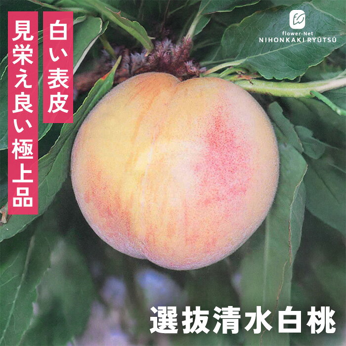 楽天市場】紅清水白桃の通販