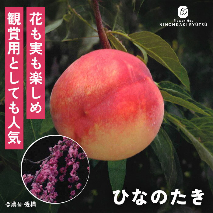送料について→ 特徴 春には枝垂（しだ）れるように美しいピンクの花を咲かせ、夏には美味しい実をつける「花も実も楽しめる」しだれ桃品種。 観賞用としての美しさと、果樹としての収穫の喜びを同時に満たしてくれるため、お庭のシンボルツリーとして絶大な人気を誇ります。 ●分類：バラ科モモ属（花果兼用しだれ桃・中生種） ●収穫時期：8月上旬〜8月中旬 ●果重（大きさ）：150g〜200g前後 ●糖度：約11〜12度 ●結実性：1本で結実する（自家結実性あり） ●日持ち性：普通 ●植え付け適期：11月〜3月（休眠期） 栽培方法 日当たりが良い場所を好みます。 日照時間が不足すると、花つきが悪くなり実の甘みも落ちてしまうため、1日を通してしっかり日の当たる場所を選ぶことが大切です。 根が加湿に弱いため、水はけ（排水性）の良い土壌が必須です。 鉢植え: 土の表面が乾いたら、鉢底から水が流れ出るまでたっぷり与えます。夏場は朝・夕の2回必要なこともあります。 地植え: 根付いてしまえば基本的に雨にまかせて大丈夫ですが、夏場に何日も雨が降らず乾燥が続く場合はしっかり与えてください。 元肥（12月〜2月）: 休眠期に、株の体力を蓄えるためにしっかり与えます。 追肥（5月頃）: 実が大きくなる時期の栄養補給です。 お礼肥（9月頃）: 収穫後、消耗した木を回復させるために与えます。 日当たりと風通しを良くし、新しい元気な枝（結果枝）を出させるため12月〜2月に行います。 内側に向かって伸びている枝、重なっている枝、枯れ枝を元から切り落とします（間引き剪定）。 ＜摘果＞ 桃は放置すると小さな実がたくさんついてしまい、どれも甘くならずに木自体も疲れてしまうため、段階を分けて間引きします。 サイズ・その他 13.5cmポット 1ポット ※樹形・大きさには個体差がございます。 ※苗木の画像はお届け時のイメージとなります。 ※露地栽培のため、葉の傷み等が生じていることがございます。 ※発送時期により落葉している場合があります。 注意点 ※ご予約苗につきましては、植物のため生育不良等の理由で商品の準備ができない場合がございます。 ※発送時期が異なる商品とは同梱できません。 ※各商品ページに記載の発送時期をご確認の上ご注文下さい。　