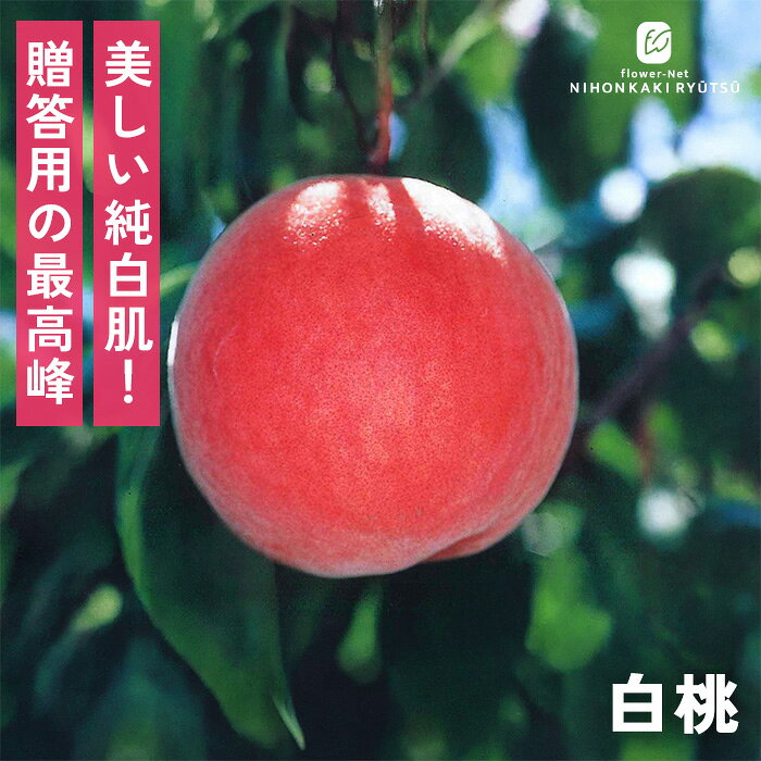 送料について→ 特徴 「白桃（はくとう）」は明治時代に岡山県で発見され、現代の国産桃の礎を築いた歴史的銘柄。 袋掛け栽培によって、太陽の光を遮り美しい純白の肌に育て上げられます。 上品でやさしい甘みと、特有の上品な芳香があり、高級和菓子の材料や贈答品として今なお特別な地位を誇ります。 ●分類：バラ科モモ属（中生〜晩生種） ●収穫時期：8月上旬〜8月中旬 ●果重（大きさ）：250g〜300g前後 ●糖度：約12〜13度 ●結実性：受粉樹が必要な場合が多い（品種系統による） ●日持ち性：良好 ●植え付け適期：11月〜3月（休眠期） 栽培方法 日当たりが良い場所を好みます。 日照時間が不足すると、花つきが悪くなり実の甘みも落ちてしまうため、1日を通してしっかり日の当たる場所を選ぶことが大切です。 根が加湿に弱いため、水はけ（排水性）の良い土壌が必須です。 鉢植え: 土の表面が乾いたら、鉢底から水が流れ出るまでたっぷり与えます。夏場は朝・夕の2回必要なこともあります。 地植え: 根付いてしまえば基本的に雨にまかせて大丈夫ですが、夏場に何日も雨が降らず乾燥が続く場合はしっかり与えてください。 元肥（12月〜2月）: 休眠期に、株の体力を蓄えるためにしっかり与えます。 追肥（5月頃）: 実が大きくなる時期の栄養補給です。 お礼肥（9月頃）: 収穫後、消耗した木を回復させるために与えます。 日当たりと風通しを良くし、新しい元気な枝（結果枝）を出させるため12月〜2月に行います。 内側に向かって伸びている枝、重なっている枝、枯れ枝を元から切り落とします（間引き剪定）。 ＜摘果＞ 桃は放置すると小さな実がたくさんついてしまい、どれも甘くならずに木自体も疲れてしまうため、段階を分けて間引きします。 サイズ・その他 13.5cmポット 1ポット ※樹形・大きさには個体差がございます。 ※苗木の画像はお届け時のイメージとなります。 ※露地栽培のため、葉の傷み等が生じていることがございます。 ※発送時期により落葉している場合があります。 注意点 ※ご予約苗につきましては、植物のため生育不良等の理由で商品の準備ができない場合がございます。 ※発送時期が異なる商品とは同梱できません。 ※各商品ページに記載の発送時期をご確認の上ご注文下さい。　