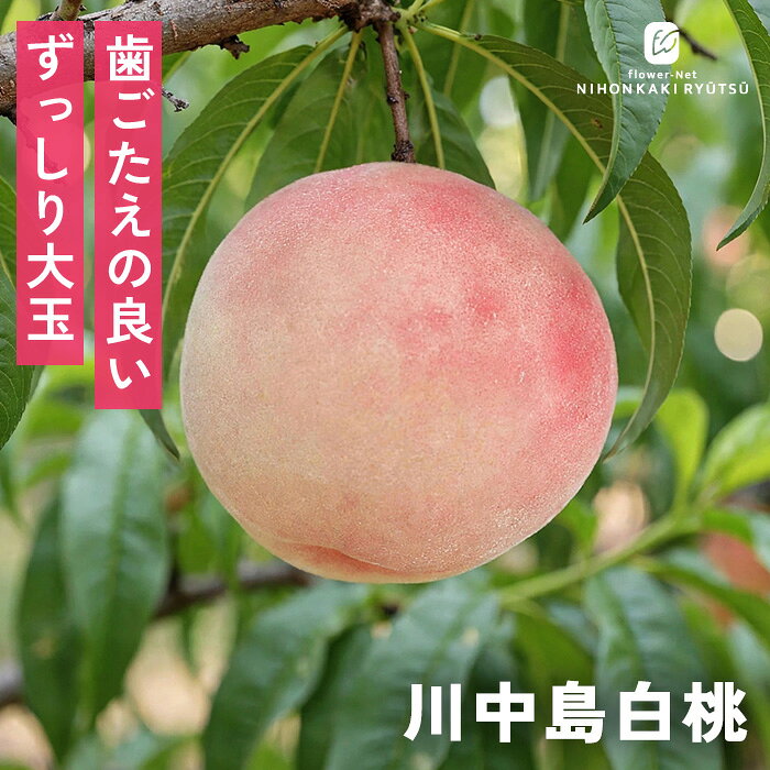 送料について→ 特徴 「川中島白桃」は夏の終わり頃に登場する桃です。 ずっしりと重い大玉で、果肉がキュッと締まっており、カリッ・サクッとした歯ごたえがあります。 日持ちが極めて良く、日を置くと少しずつ柔らかくなり、濃厚な甘みがさらに深まるという経時変化も楽しめます。 ●分類：バラ科モモ属（中生〜晩生種） ●収穫時期：8月中旬〜8月下旬 ●果重（大きさ）：330g〜400g前後 ●糖度：約13〜15度 ●結実性：受粉樹が必要（「あかつき」などを混植） ●日持ち性：極めて良好 ●植え付け適期：11月〜3月（休眠期） 栽培方法 日当たりが良い場所を好みます。 日照時間が不足すると、花つきが悪くなり実の甘みも落ちてしまうため、1日を通してしっかり日の当たる場所を選ぶことが大切です。 根が加湿に弱いため、水はけ（排水性）の良い土壌が必須です。 鉢植え: 土の表面が乾いたら、鉢底から水が流れ出るまでたっぷり与えます。夏場は朝・夕の2回必要なこともあります。 地植え: 根付いてしまえば基本的に雨にまかせて大丈夫ですが、夏場に何日も雨が降らず乾燥が続く場合はしっかり与えてください。 元肥（12月〜2月）: 休眠期に、株の体力を蓄えるためにしっかり与えます。 追肥（5月頃）: 実が大きくなる時期の栄養補給です。 お礼肥（9月頃）: 収穫後、消耗した木を回復させるために与えます。 日当たりと風通しを良くし、新しい元気な枝（結果枝）を出させるため12月〜2月に行います。 内側に向かって伸びている枝、重なっている枝、枯れ枝を元から切り落とします（間引き剪定）。 ＜摘果＞ 桃は放置すると小さな実がたくさんついてしまい、どれも甘くならずに木自体も疲れてしまうため、段階を分けて間引きします。 サイズ・その他 13.5cmポット 1ポット ※樹形・大きさには個体差がございます。 ※苗木の画像はお届け時のイメージとなります。 ※露地栽培のため、葉の傷み等が生じていることがございます。 ※発送時期により落葉している場合があります。 注意点 ※ご予約苗につきましては、植物のため生育不良等の理由で商品の準備ができない場合がございます。 ※発送時期が異なる商品とは同梱できません。 ※各商品ページに記載の発送時期をご確認の上ご注文下さい。　