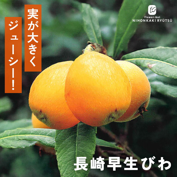 送料について→ 特徴 「長崎早生びわ」は、ハウス栽培から路地栽培まで幅広く重宝される、最も有名な早生びわの代表格。 5月中旬という早い時期から収穫でき、一足早く初夏の味覚を楽しめます。 果肉は非常に滑らかで果汁が多く、甘みと酸味のバランスが美しく整った定番品です。 ●分類：バラ科モモ属（早生種） ●収穫時期：5月中旬〜5月下旬頃 ●果重（大きさ）：50g〜60g前後 ●糖度：約12度 ●結実性：1本で結実する（自家結実性あり） ●日持ち性：普通 ●植え付け適期：11月〜3月（休眠期） ※栽培環境により異なる場合があります。 管理方法 【置き場所・日当たり】 日当たりが良く水はけの良い場所で管理します。 よく日に当たることで、花付きがよくなります。 しかし、実に直射日光が当たりすぎると、せっかくの美しいクリーム色がくすんでしまいます。果実袋をかけることで、実を遮光することが出来ます。 【水やり】 鉢植え：土の表面が乾いたら鉢底から流れるまでたっぷりと与えます。 庭植え：根付いた後は基本的には水やりの必要はありません。雨に任せましょう。 【摘果（間引き）】 花房が多い場合は、摘果します。 【剪定】 ほとんど必要はありませんが、込み合う枝を秋頃に剪定しても良いです。 サイズ・その他 13.5cmポット 1ポット ※秋出荷の際は落葉しています。 ※苗木の画像はお届け時のイメージとなります。 ※個体差がございますのでご了承下さい。 注意点 ※ご予約苗につきましては、植物のため生育不良等の理由で商品の準備ができない場合がございます。 ※発送時期が異なる商品とは同梱できません。 ※各商品ページに記載の発送時期をご確認の上ご注文下さい。