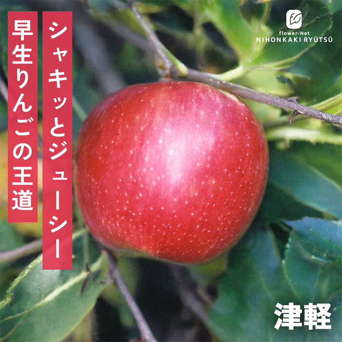 送料について→ 特徴 日本で生産量第2位！あふれる果汁とやさしい甘みが魅力の定番早生りんご「津軽」。 つがるは、日本を代表する「ふじ」に次いで全国第2位の生産量を誇る、大人気の早生品種です。 残暑が残る時期から収穫でき、秋の訪れをいち早く知らせてくれる果実として親しまれています。 最大の魅力は、酸味が控えめで一口目からしっかりと感じられるやさしい甘みと、あふれ出すほどたっぷりの果汁！やや硬めのシャキシャキとした歯ごたえも心地よく、そのまま生食で味わうのはもちろん、ジューシーさを活かした生搾りジュースにも相性抜群です。 実つきが良く病気にも強いため、初心者の方でも育てやすいのが嬉しいポイント。 ・大きさ　250g〜300g程度（中大果） ・平均糖度 12度程度 ・受粉樹　必要（紅玉・王林・ぐんま名月・アルプス乙女・富士・ルビースイート・きたろう・世界一・こうたろう・シナノゴールドなど） ・収穫期 8月下旬〜9月上旬頃 ・用途 生食、果実酒、ジュース ※栽培環境により異なる場合があります。 管理方法 【置き場所・日当たり】 1日中日光が良く当たり風通しの良い場所を好みます。 【水やり】 地植えの場合は、基本的には水やりの必要はありません。 真夏に日照りが続いた場合は、朝や夕方の涼しい時間帯に株元にたっぷりの水を与えます。 鉢植えで管理する場合は、土の表面が乾いたら鉢底から流れるくらいたっぷりの水を与えます。 【肥料】 植えつけ時に元肥をあたえ、年に2〜3回程度の追肥を与えます。 サイズ・その他 13.5cmポット 1ポット ※秋出荷の際は落葉しています。 ※苗木の画像はお届け時のイメージとなります。 ※個体差がございますのでご了承下さい。 注意点 ※ご予約苗につきましては、植物のため生育不良等の理由で商品の準備ができない場合がございます。 ※発送時期が異なる商品とは同梱できません。 ※各商品ページに記載の発送時期をご確認の上ご注文下さい。