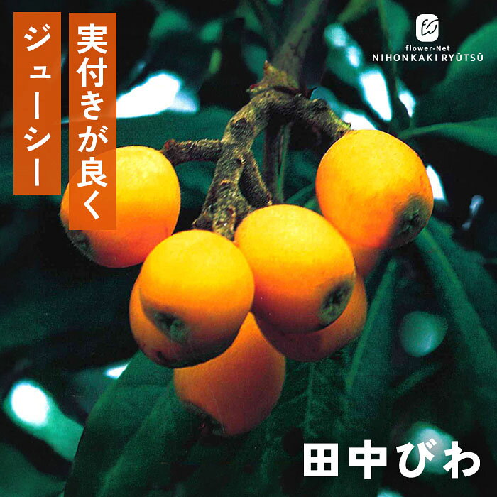 送料について→ 特徴 「田中びわ」は、東日本を中心に広く栽培されている代表的な中生〜晩生（ばんせい）品種。 寒さに強く、寒冷地でも育てやすいのが大きなメリットです。 釣鐘（つりがね）型のしっかりとした果肉を持ち、甘みの中にキュッとした心地よい酸味があるため、濃厚で深みのある味わいを楽しめます。 ●分類：バラ科モモ属（中生〜晩生種） ●収穫時期：6月中旬〜6月下旬 ●果重（大きさ）：60g〜70g前後 ●糖度：約12度 ●結実性：1本で結実する（自家結実性あり） ●日持ち性：良好 ●植え付け適期：11月〜3月（休眠期） ※栽培環境により異なる場合があります。 管理方法 【置き場所・日当たり】 日当たりが良く水はけの良い場所で管理します。 よく日に当たることで、花付きがよくなります。 しかし、実に直射日光が当たりすぎると、せっかくの美しいクリーム色がくすんでしまいます。果実袋をかけることで、実を遮光することが出来ます。 【水やり】 鉢植え：土の表面が乾いたら鉢底から流れるまでたっぷりと与えます。 庭植え：根付いた後は基本的には水やりの必要はありません。雨に任せましょう。 【摘果（間引き）】 花房が多い場合は、摘果します。 【剪定】 ほとんど必要はありませんが、込み合う枝を秋頃に剪定しても良いです。 サイズ・その他 13.5cmポット 1ポット ※秋出荷の際は落葉しています。 ※苗木の画像はお届け時のイメージとなります。 ※個体差がございますのでご了承下さい。 注意点 ※ご予約苗につきましては、植物のため生育不良等の理由で商品の準備ができない場合がございます。 ※発送時期が異なる商品とは同梱できません。 ※各商品ページに記載の発送時期をご確認の上ご注文下さい。