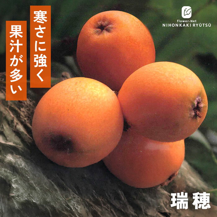 送料について→ 特徴 「瑞穂（みずほ）」は、「田中」と「楠」を交配して作られた、知る人ぞ知る極大粒の隠れた優良品種。 90g前後のずっしりとした大玉になり、酸味が控えめでまろやかな甘みが特徴です。 耐寒性にも優れており、寒さのある地域でも立派な超大玉の実を収穫できる魅力的な果樹です。 ●分類：バラ科モモ属（晩生種） ●収穫時期：6月中旬〜6月下旬 ●果重（大きさ）：80g〜90g前後 ●糖度：約11〜12度 ●結実性：1本で結実する（自家結実性あり） ●日持ち性：良好 ●植え付け適期：11月〜3月（休眠期） ※栽培環境により異なる場合があります。 管理方法 【置き場所・日当たり】 日当たりが良く水はけの良い場所で管理します。 よく日に当たることで、花付きがよくなります。 しかし、実に直射日光が当たりすぎると、せっかくの美しいクリーム色がくすんでしまいます。果実袋をかけることで、実を遮光することが出来ます。 【水やり】 鉢植え：土の表面が乾いたら鉢底から流れるまでたっぷりと与えます。 庭植え：根付いた後は基本的には水やりの必要はありません。雨に任せましょう。 【摘果（間引き）】 花房が多い場合は、摘果します。 【剪定】 ほとんど必要はありませんが、込み合う枝を秋頃に剪定しても良いです。 サイズ・その他 13.5cmポット 1ポット ※秋出荷の際は落葉しています。 ※苗木の画像はお届け時のイメージとなります。 ※個体差がございますのでご了承下さい。 注意点 ※ご予約苗につきましては、植物のため生育不良等の理由で商品の準備ができない場合がございます。 ※発送時期が異なる商品とは同梱できません。 ※各商品ページに記載の発送時期をご確認の上ご注文下さい。