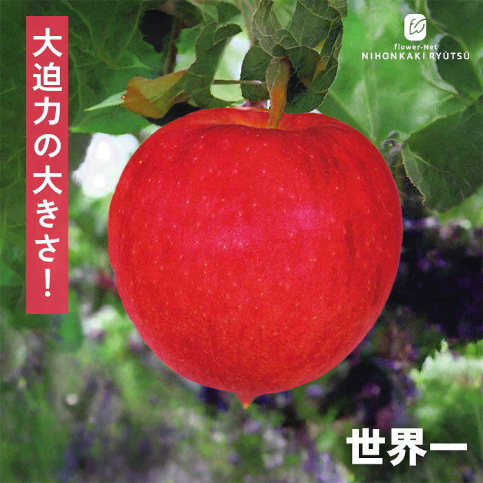 送料について→ 特徴 圧倒的な存在感！1kgを超えることもある世界最大級のビッグサイズりんご「世界一」。 世界一は、その名の通り「世界一大きなリンゴ」として宣伝されたことがそのまま品種名になった、インパクト抜群の大玉品種です。 通常サイズでも500g前後、大きなものになると1kgを超え、大人の顔ほどもある特大果実が実ります。 果皮は全体に綺麗な赤色へと染まり、果肉は上品な薄クリーム色。 一口かじれば、しっかりとした歯ごたえのある硬めの食感とともに、たっぷりの果汁と豊かな芳香が広がります。 甘みと酸味は優しく控えめで、癖がなくさっぱりとしたバランスの良い味わい。 その圧倒的な大きさと見栄えの豪華さから、贈り物や記念日のサプライズ、お祝いごとの果物としても絶大な人気を誇る特別な一品です。 ・大きさ　500g〜1kg程度（特大果） ・平均糖度 13〜15度程度 ・受粉樹　必要（紅玉・王林・アルプス乙女・富士・ルビースイート・津軽・シナノスイート・もりのかがやきなど） ・開花期 5月上旬 ・収穫期 9月下旬頃 ・用途 生食、果実酒、お菓子 ※栽培環境により異なる場合があります。 管理方法 【置き場所・日当たり】 1日中日光が良く当たり風通しの良い場所を好みます。 【水やり】 地植えの場合は、基本的には水やりの必要はありません。 真夏に日照りが続いた場合は、朝や夕方の涼しい時間帯に株元にたっぷりの水を与えます。 鉢植えで管理する場合は、土の表面が乾いたら鉢底から流れるくらいたっぷりの水を与えます。 【肥料】 植えつけ時に元肥をあたえ、年に2〜3回程度の追肥を与えます。 サイズ・その他 13.5cmポット 1ポット ※秋出荷の際は落葉しています。 ※苗木の画像はお届け時のイメージとなります。 ※個体差がございますのでご了承下さい。 注意点 ※ご予約苗につきましては、植物のため生育不良等の理由で商品の準備ができない場合がございます。 ※発送時期が異なる商品とは同梱できません。 ※各商品ページに記載の発送時期をご確認の上ご注文下さい。
