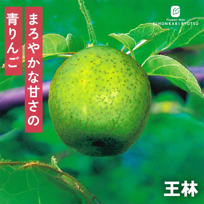予約販売 りんご 苗 王林 13.5cmポット 送料無料 林檎 リンゴ 苗木 庭木 果樹苗 接木苗 iba 11月上旬以降発送