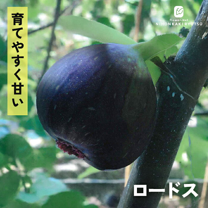 【予約用】訳あり　常温発送　地域限定●福岡県産いちじく8品種セット（品種名なし） 楽天市場】イチジク 品種の通販