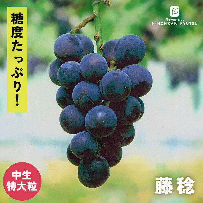 楽天市場】藤稔の通販