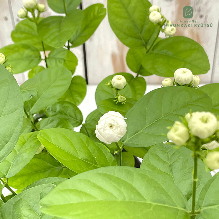 【香水のように贅沢に香る】アラビアンジャスミン 苗 バラ咲き 牡丹咲き 4.5号鉢 マツリカ 茉莉花 八重 ハーブ苗 Herb
