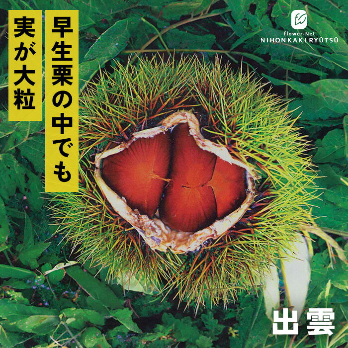 送料について→ 特徴 「出雲」は秋の早い時期から楽しめる大粒の栗。 9月上旬〜9月中旬頃の収穫が出来、甘みが強く、肉質の良い大実となるため、食べ応えある品種です。 樹勢は強く育てやすいため初心者にも向いています。 栽培方法 日当たりが良く、水はけのよい場所を選びます。 日当たりが悪い場所だと実つきが悪くなります。 地植えで根付いた後は基本的に雨水だけで育ちます。 夏場に雨が何日も降らず乾ききっている時はたっぷり与えてください。 元肥（12月〜2月）として、有機質肥料（骨粉入り油かすや完熟堆肥など）をじっくり効かせます。 また、追肥（7月頃・9月〜10月頃）として、果実の肥大期（7月）と収穫後（9〜10月）に速効性の化成肥料を少量施します。 栗は自家不結実性が強いため、開花期の近い別品種を近くに2品種以上植えます。 栗は「前年伸びた枝の先端近くの芽」に花芽がつく性質があります。 内部までしっかり光が入るよう、混み合った枝や下向きの枝、病気の枝を元から間引きます（間引き剪定）。 主力となる強い枝（今年伸びた枝）の先端を切ってしまうと花芽が落ちるため、3年目以降は不要な枝のみ剪定をし、先端の切り詰めは基本的に行いません。 サイズ・その他 13.5cmポット 1ポット ※樹形・大きさには個体差がございます。 ※苗木の画像はお届け時のイメージとなります。 ※露地栽培のため、葉の傷み等が生じていることがございます。 ※発送時期により落葉している場合があります。 注意点 ※ご予約苗につきましては、植物のため生育不良等の理由で商品の準備ができない場合がございます。 ※発送時期が異なる商品とは同梱できません。 ※各商品ページに記載の発送時期をご確認の上ご注文下さい。　