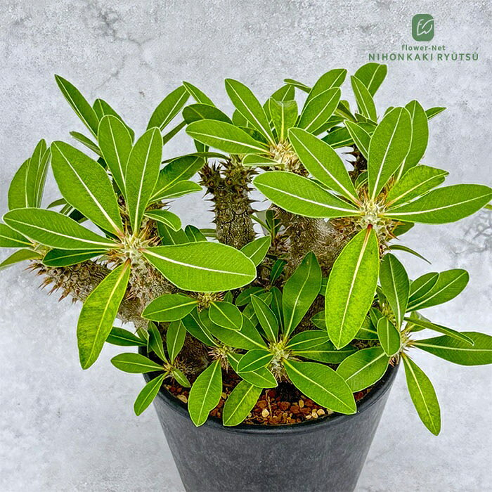 多肉植物caパキポディウムデンシフ...