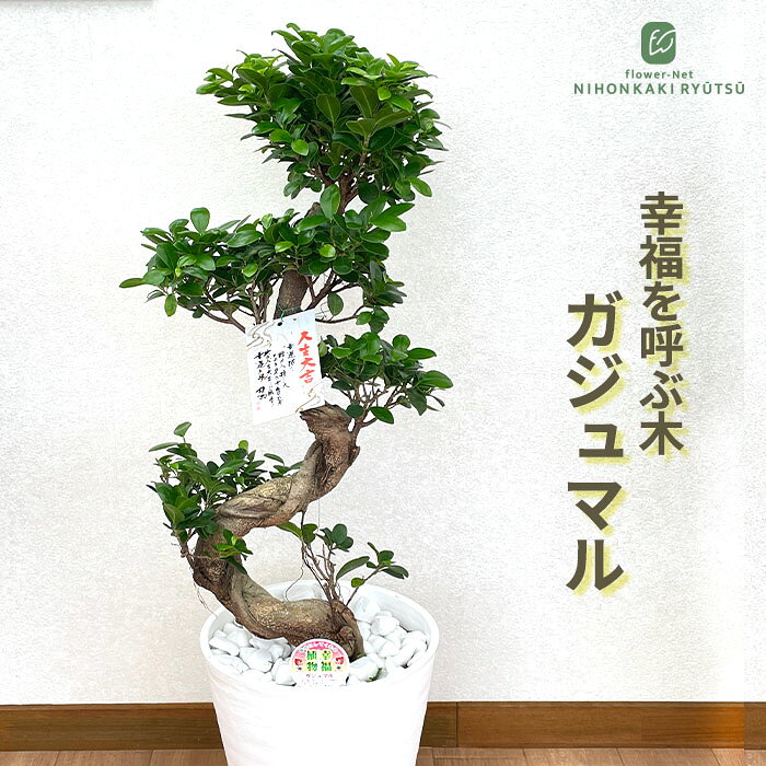 楽天市場】ガジュマル 8号鉢の通販