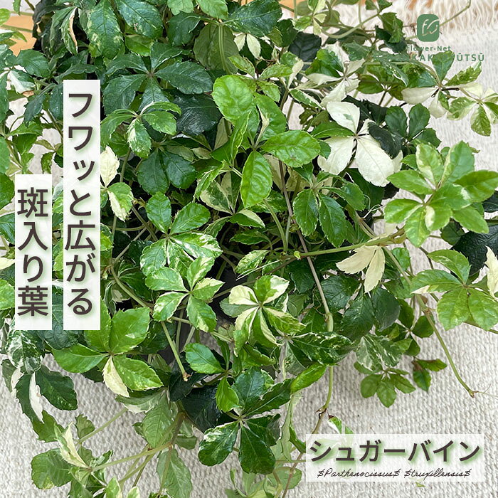 楽天市場】斑入りシュガーバインの通販