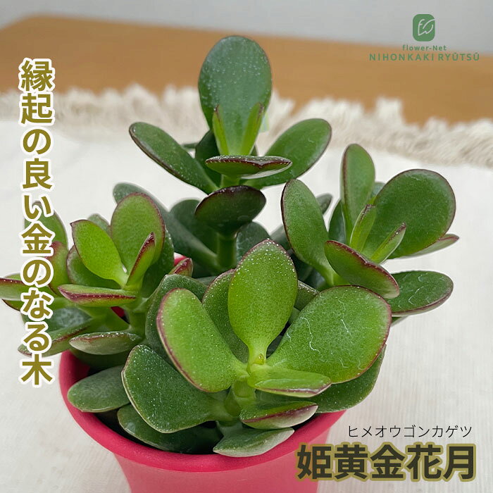 楽天市場】観葉植物（種類（植物）ザミオクルカス,クラスラ（金のなる