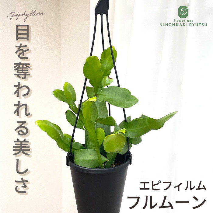 楽天市場】月下美人（花・観葉植物｜花・ガーデン・DIY）の通販