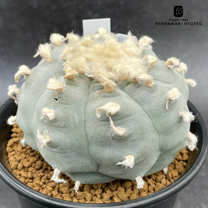 楽天市場】烏羽玉（観葉植物｜花・観葉植物）：花・ガーデン・DIYの通販