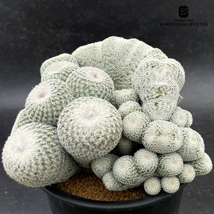 楽天市場】綴化（観葉植物｜花・観葉植物）：花・ガーデン・DIYの通販