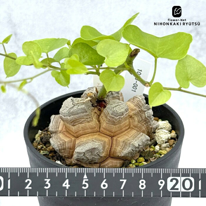 楽天市場】亀甲竜（種類（植木鉢）スタンダード鉢）の通販