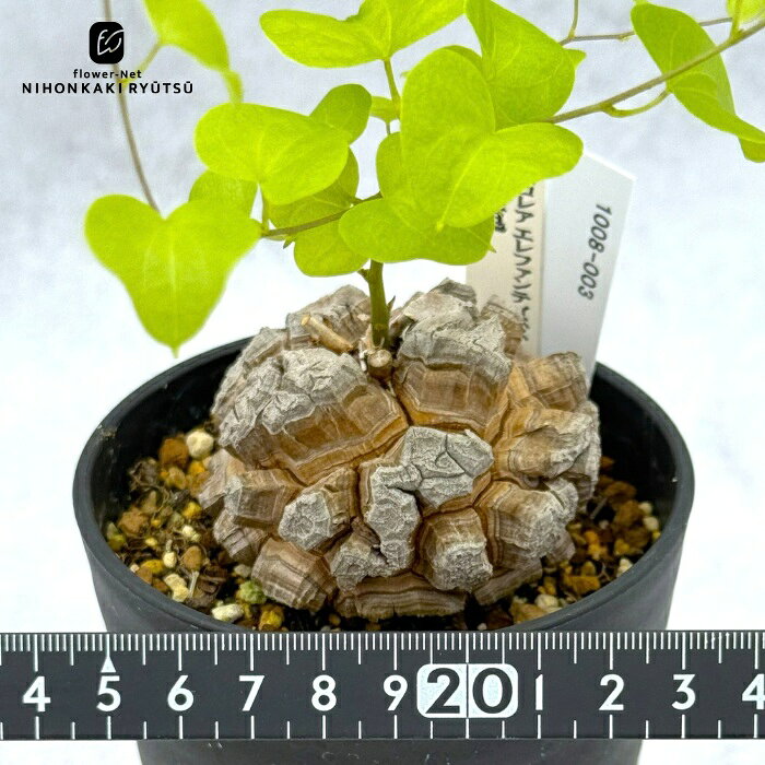 楽天市場】亀甲竜（種類（植木鉢）スタンダード鉢）の通販