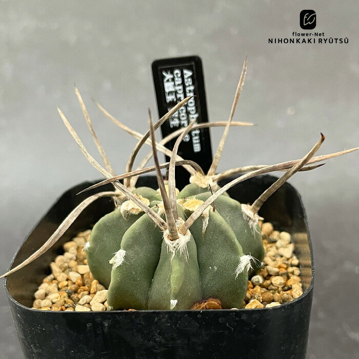 楽天市場】アストロフィツム（種類（植物）サボテン）の通販