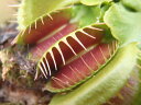 特大食虫植物 ハエとり草(ハエトリソウ) 特大食虫植物 ハエとり草(ハエトリソウ)