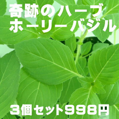 【当店農場生産】赤花クリーピングタイム 9センチポット苗 繁殖力旺盛なクリーピングタイム