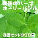 奇跡のハーブ ホーリーバジル トゥルシー苗 3個セット