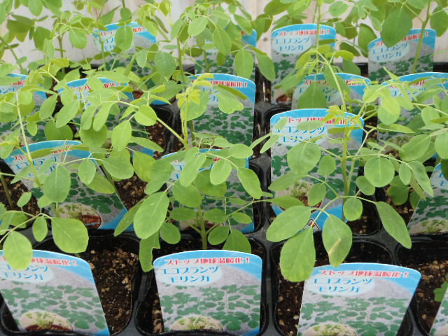 モリンガ 苗 9cmポット 奇跡の樹 わさびの木 ワサビノキ ハーブ苗 Herb