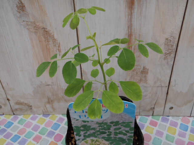モリンガ 苗 9cmポット 奇跡の樹 わさびの木 ワサビノキ ハーブ苗 Herb