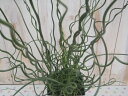 ラセンイ(スパイラル・観葉植物・水辺植物)の写真