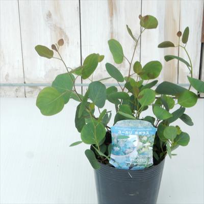 ユーカリ ポポラス（フトモモ科・常緑高木・10.5cmポット苗）