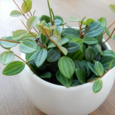 観葉植物 ペペロミア アングラータ 7.5cmポット 観葉植物 小型 小さい 室内 贈り物 プレゼント インテリア おしゃれ