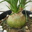 トックリラン(ポニーテール 観葉植物 12cmポット)