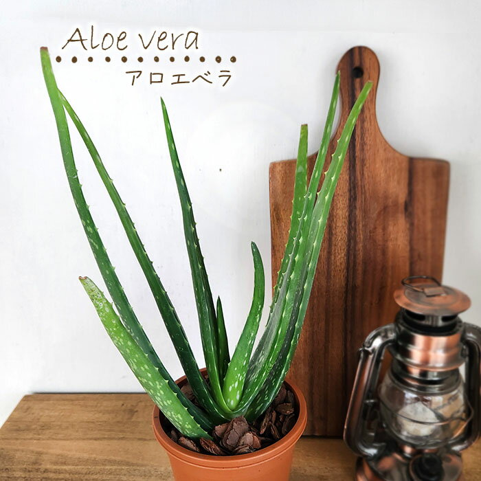 楽天市場】アロエ(観葉植物|花・観葉植物):花・ガーデン 楽天市場】アロエ(観葉植物|花・観葉植物):花・ガーデン