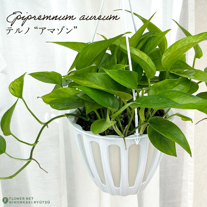 観葉植物 ポトス テルノ No.014 アマゾン 5号鉢 吊り鉢 吊り下げ ハンギング 観葉植物 室内 贈り物 プレゼント インテリア おしゃれ