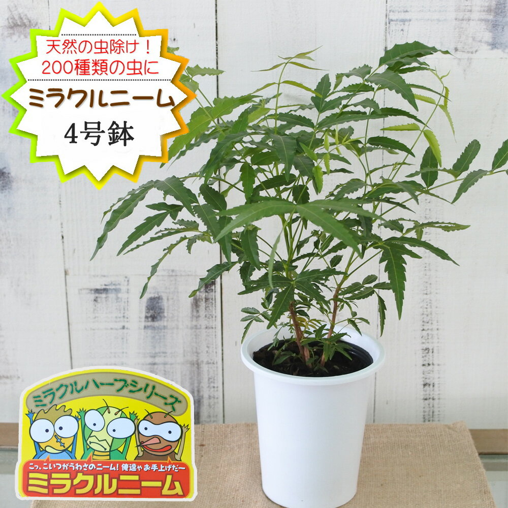 ニーム ミラクルニーム 4号鉢 夏の虫よけ対策 ハーブ 天然植物性農薬 Herb