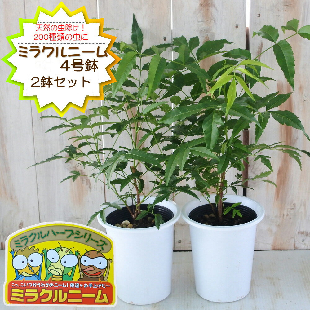 予約販売 ニーム ミラクルニーム 2鉢セット 4号鉢 夏の虫よけ対策 ハーブ 天然植物性農薬 Herb 4月中旬以降発送