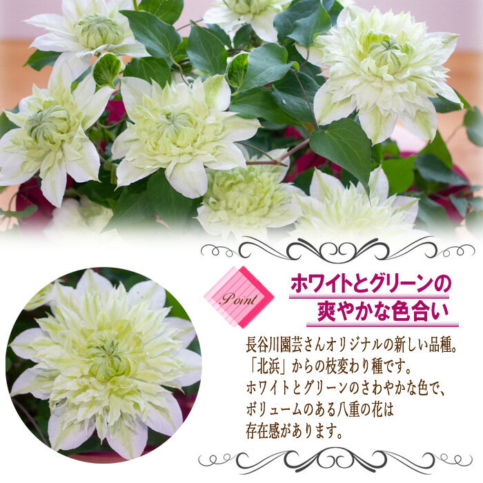 母の日には毎年花が咲く鉢植えを送りたい 多年草で人気は代表的なあの花 アラフィフにて咲く 母の日には毎年花が咲く鉢植えを送りたい 多年草で人気は代表的なあの花 アラフィフにて咲く