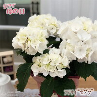 母の日 紫陽花ギフト 珍しい色 伊予獅子てまり 卑弥呼 人気のお花のおすすめプレゼントランキング 予算5 000円以内 Ocruyo オクルヨ 母の日 紫陽花ギフト 珍しい色 伊予獅子てまり 卑弥呼 人気のお花のおすすめプレゼントランキング 予算5 000円以内 Ocruyo オクルヨ