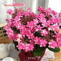 母の日の花ギフトにあじさいの鉢植えを贈る！おすすめの人気品種や珍しい名前の紫陽花を教えて