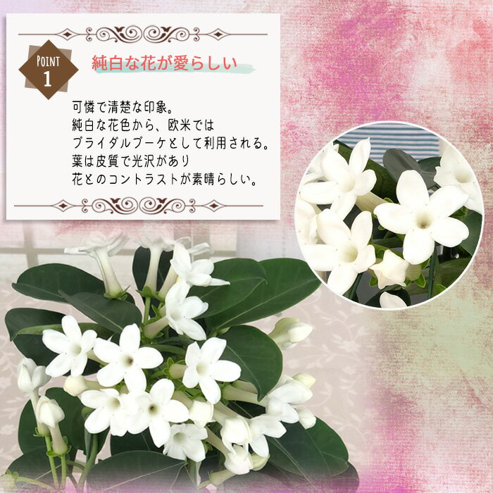 ジャスミンの花束をプレゼント いい香りと見ためを楽しめるフラワーギフトのおすすめプレゼントランキング Ocruyo オクルヨ