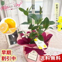 クーポン＆早割 母の日 プレゼント レモンの木 花芽付き 4号鉢 送料無料 母の日ギフト 苗木 花 鉢植え best