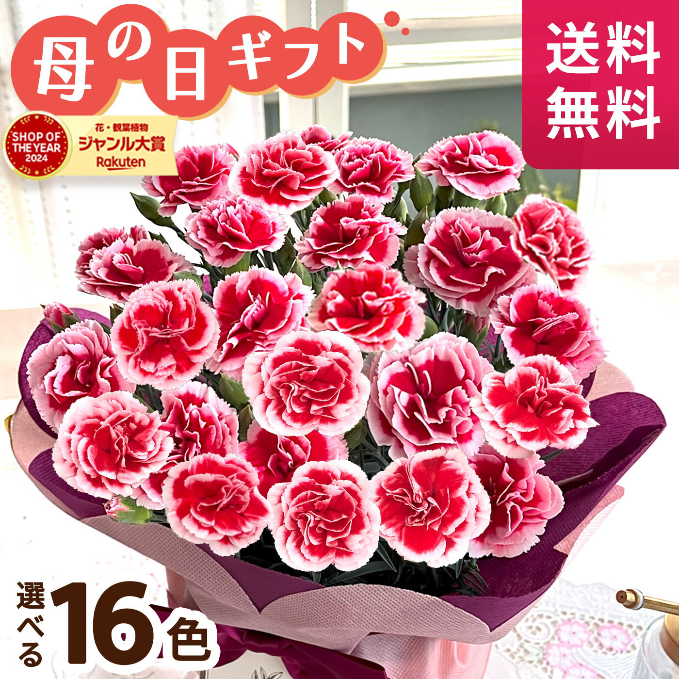 楽天市場】カーネーション 鉢植え(カラーレッド)の通販 楽天市場】カーネーション 鉢植え(カラーレッド)の通販