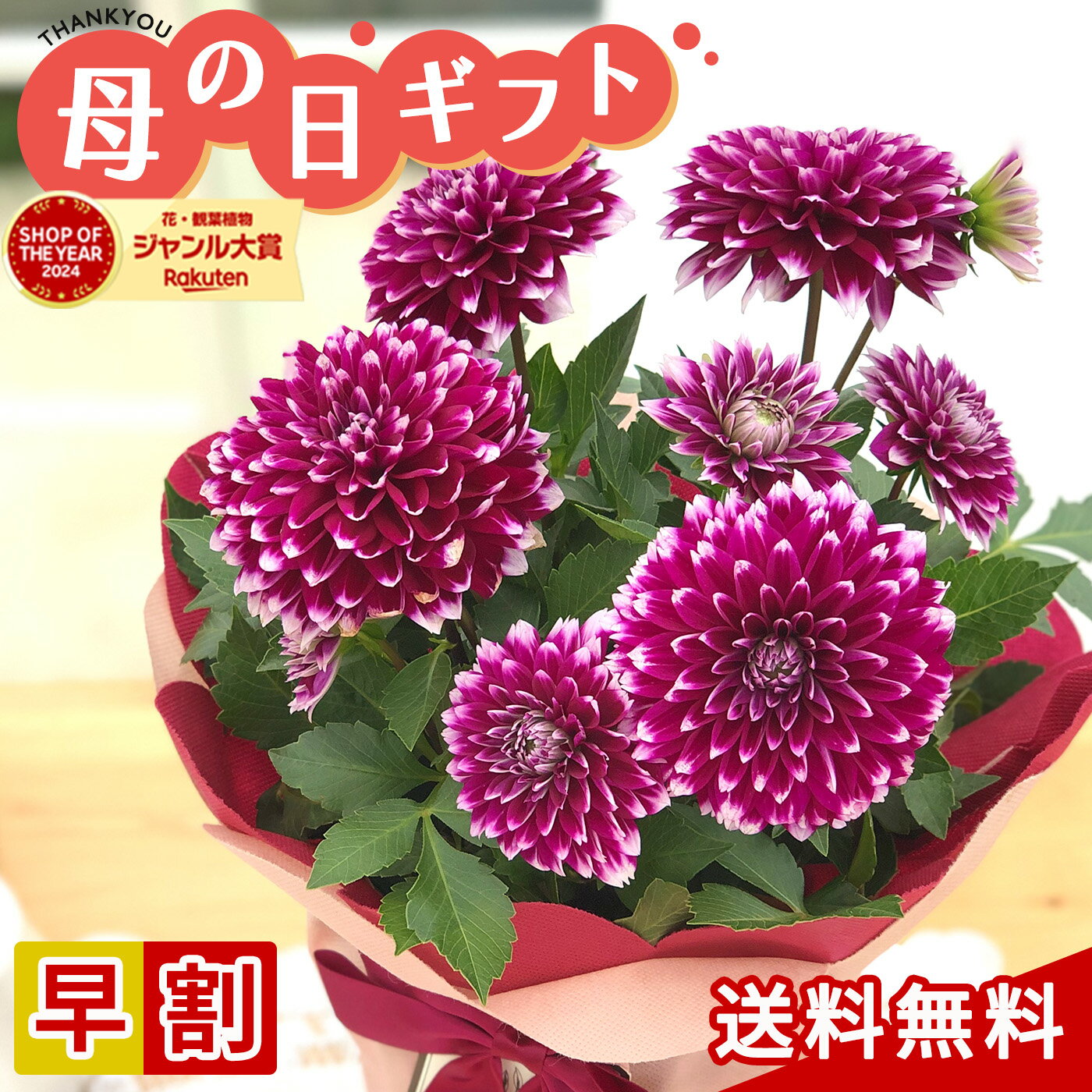 楽天市場】母の日 早割(種類(植物)ダリア)(花・ガーデン 楽天市場】母の日 早割(種類(植物)ダリア)(花・ガーデン