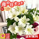 \今だけの特別価格/ 早割 母の日 プレゼント クレマチス 北浜 5号鉢 送料無料 母の日ギフト 花 鉢植え